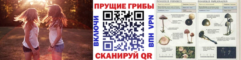 закладка  Грязи  kraken ONION  Галлюциногенные грибы Psilocybine cubensis 